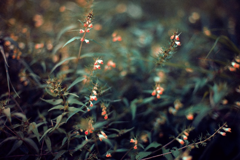 Beauty of forest by Matic Pandel