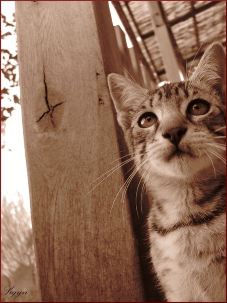 The cat by Tamara