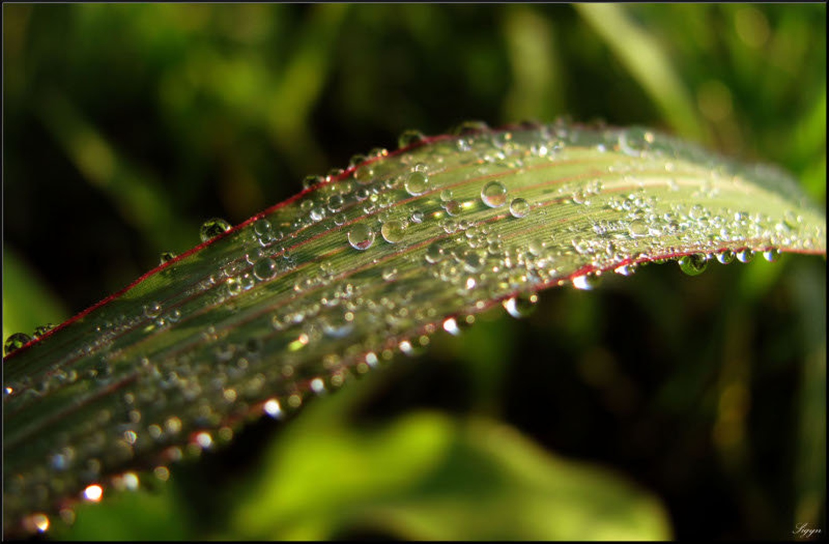 Rosa by Tamara