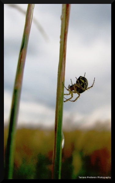 Spider by Tamara