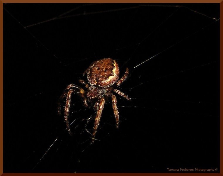 In the night... by Tamara