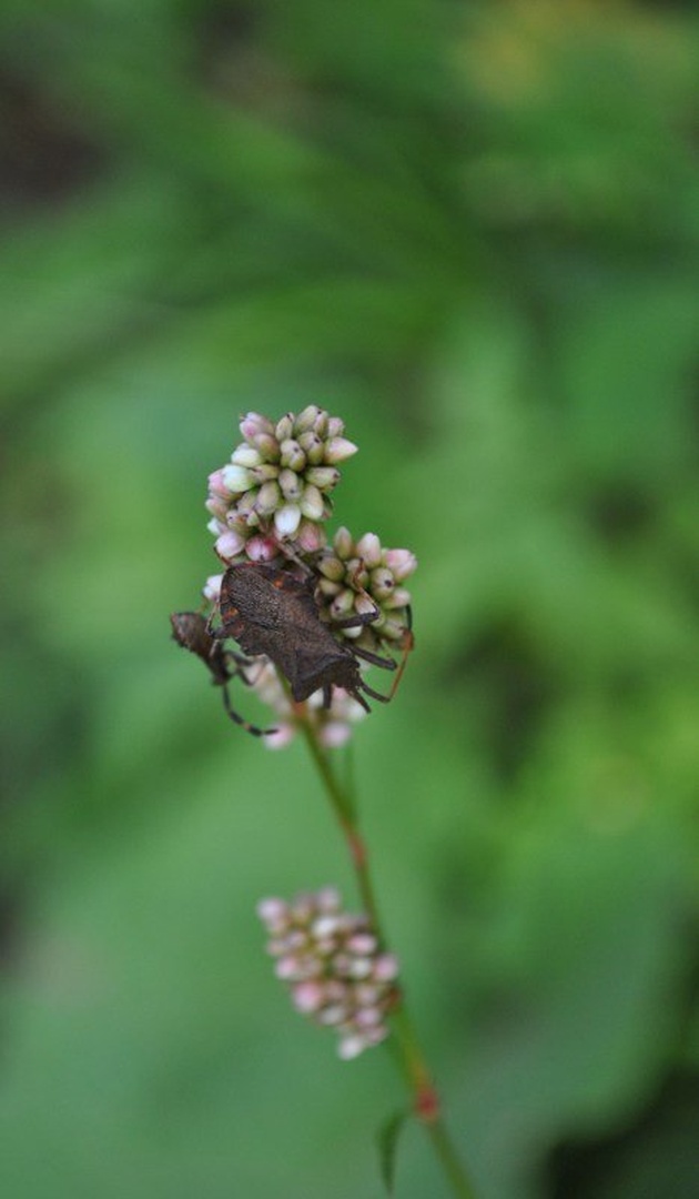 Bug by Tamara