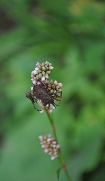 Bug by Tamara