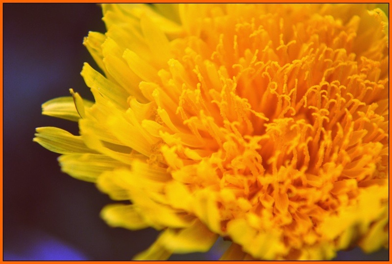 Flower 1960's by Tamara