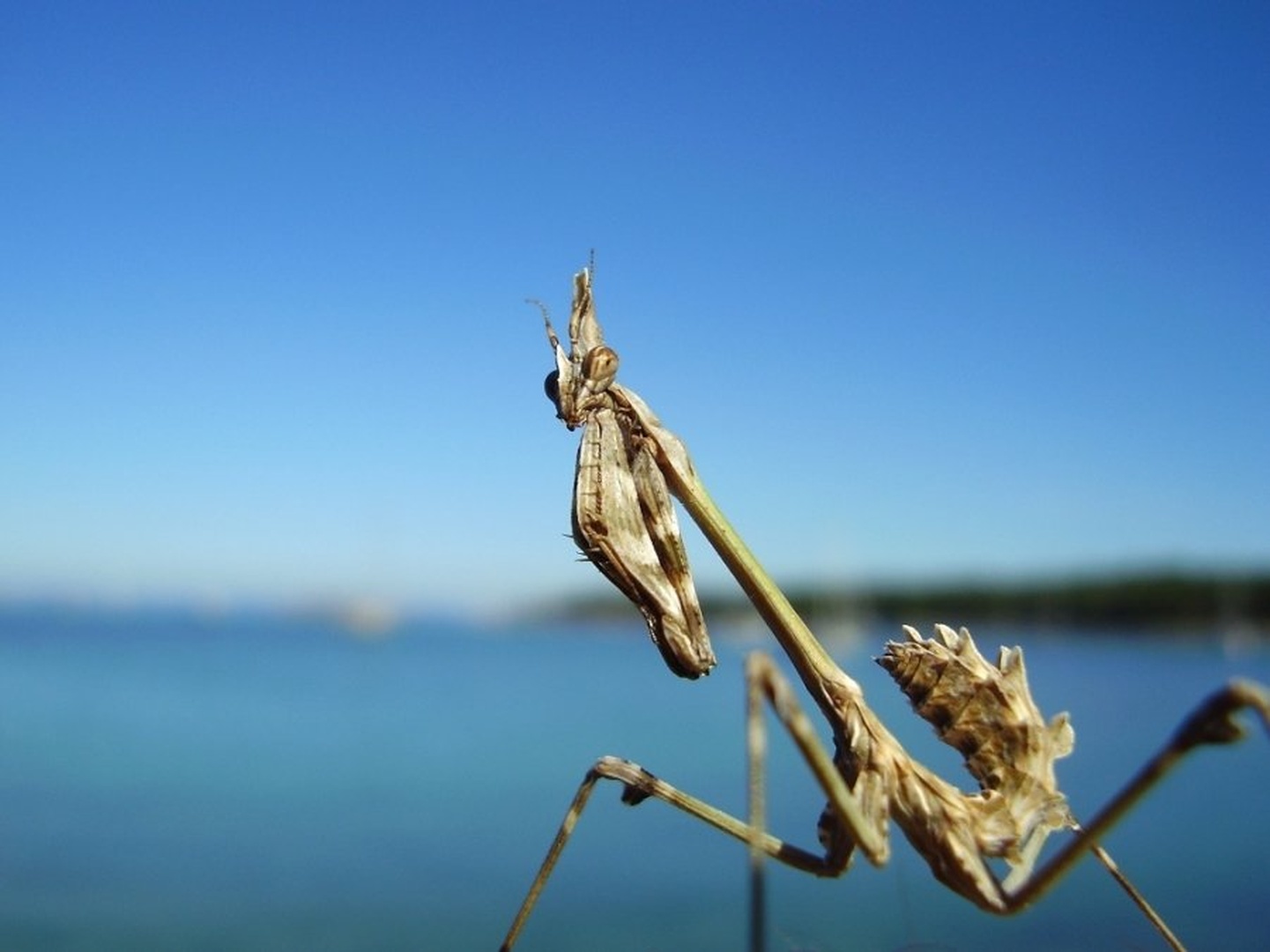 EMPUSA by Jernej Starc