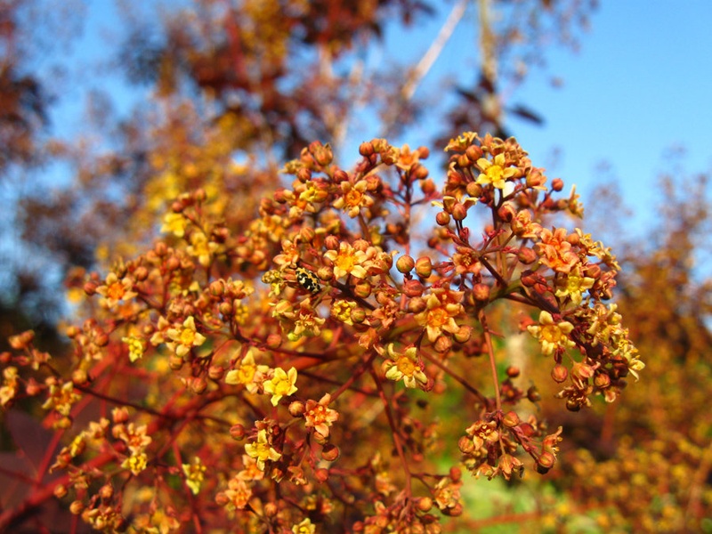 Oranžno by Trish