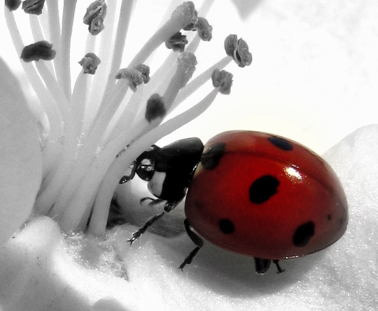 Ladybug by