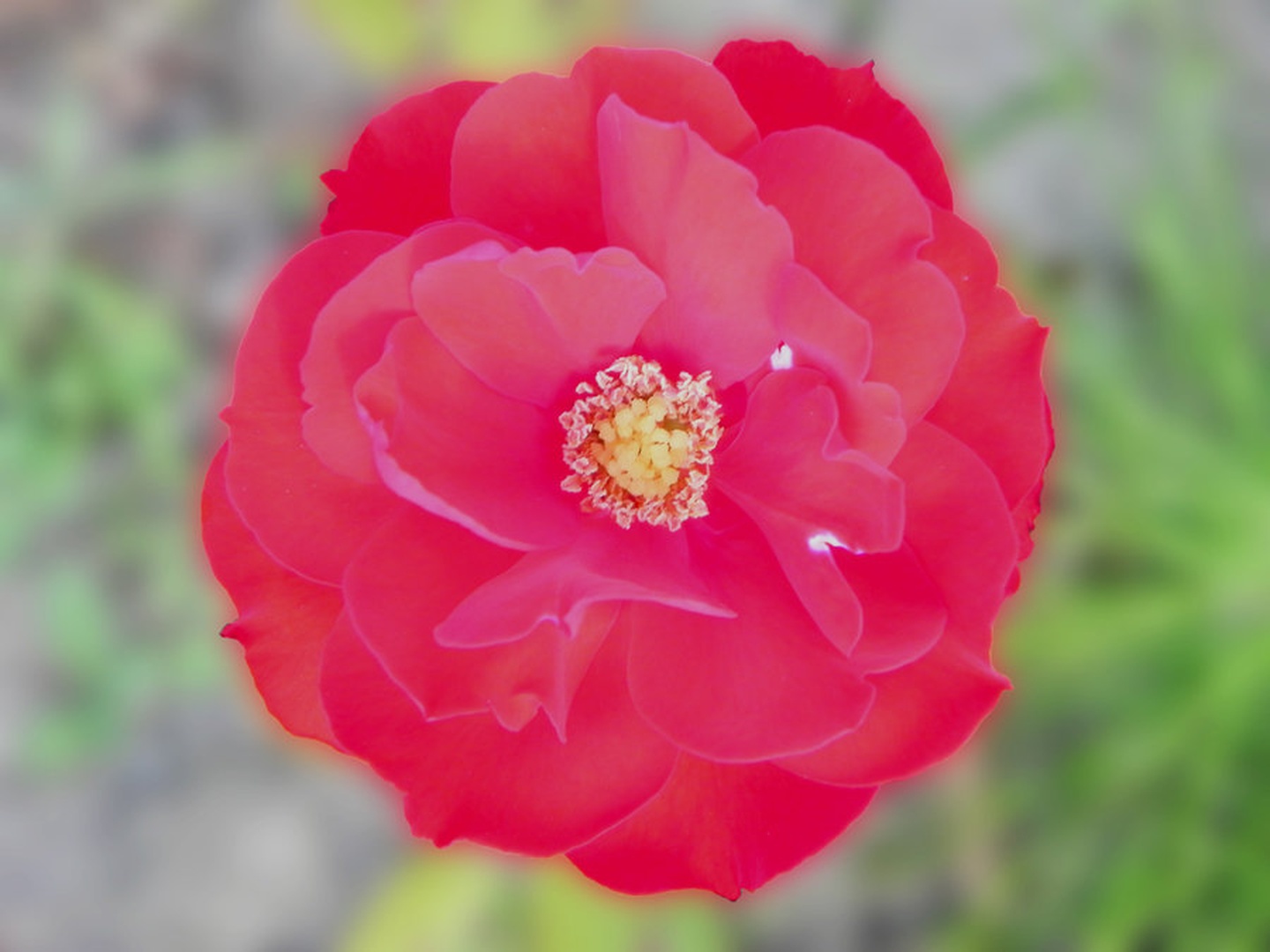 Rosa by