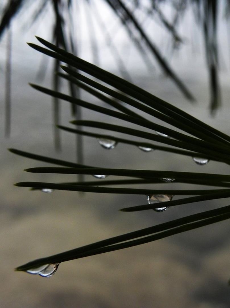 Drops by