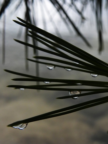 Drops by Trish