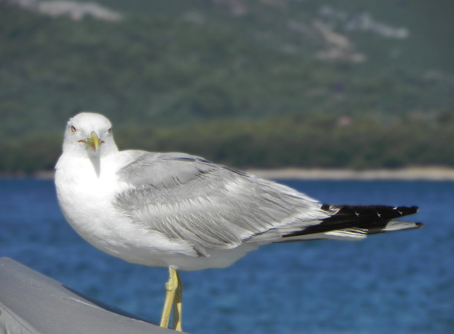 Galeb by