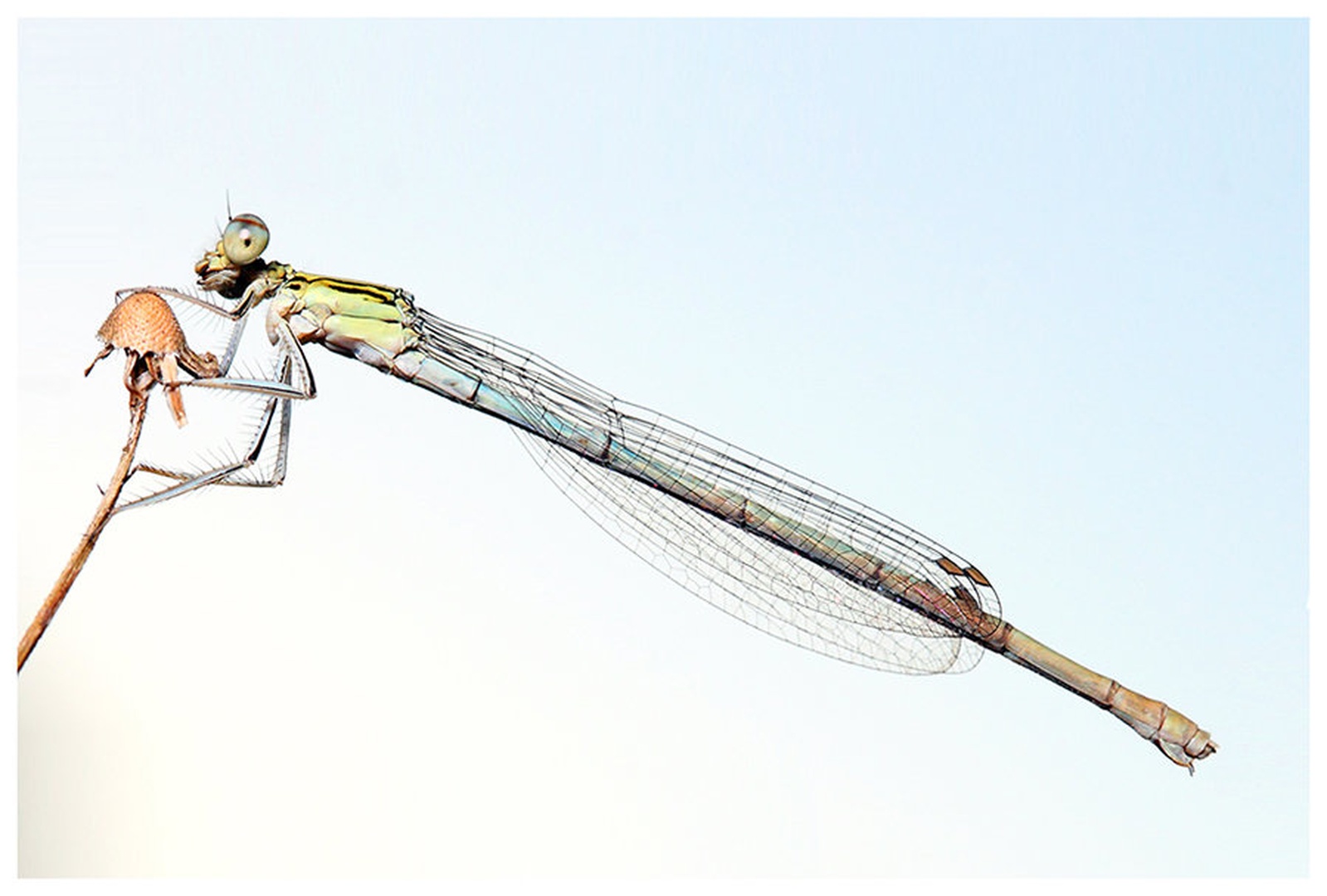 Dragonfly by testenko testeninski