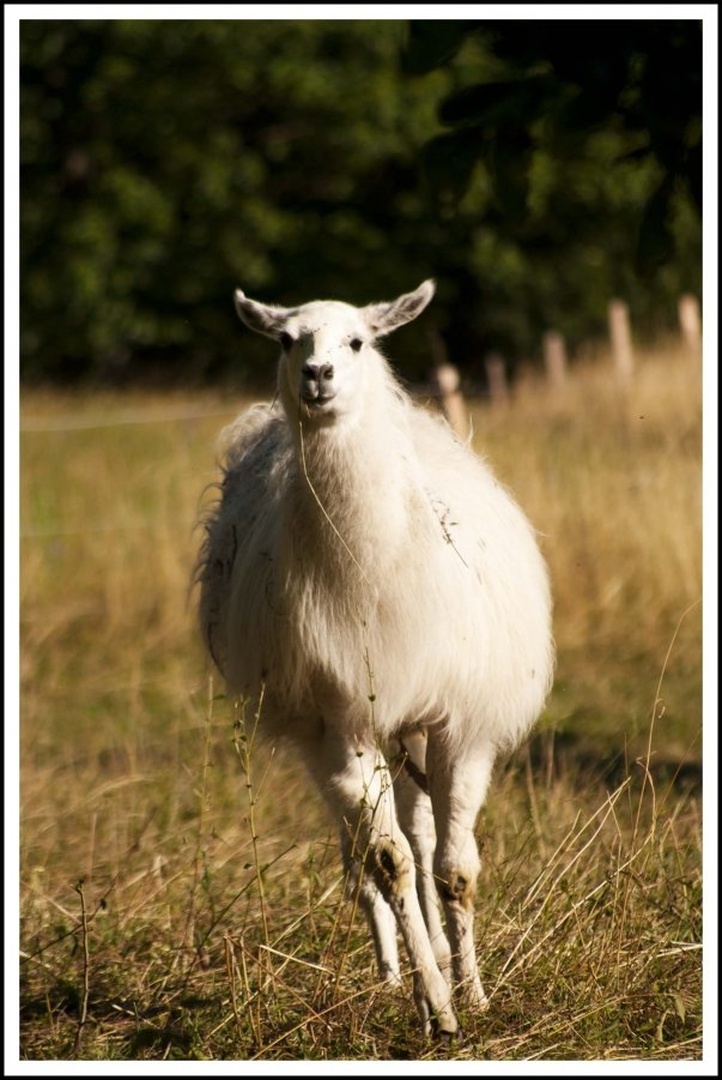 Lama by Iztok Nikolić
