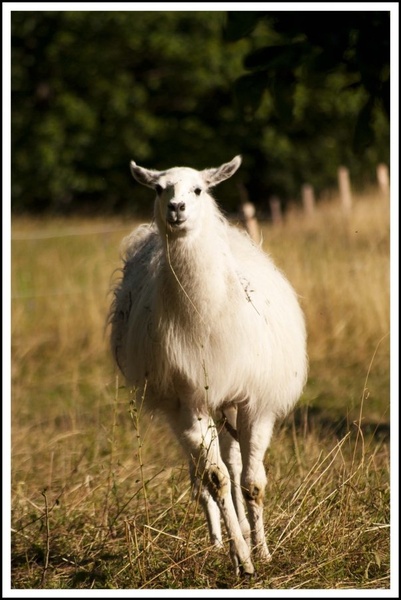 Lama by Iztok Nikolić