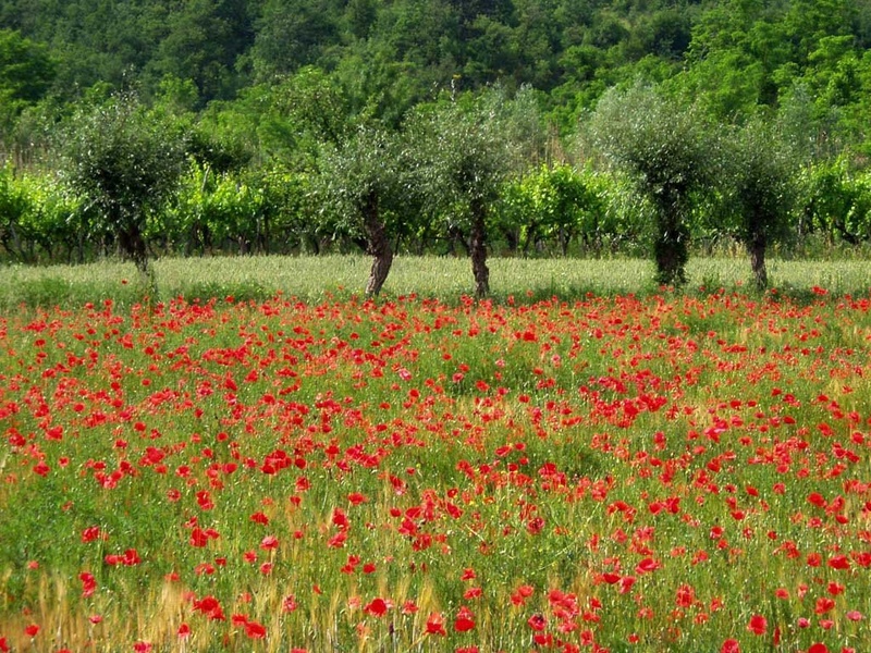 Makovo polje by nen
