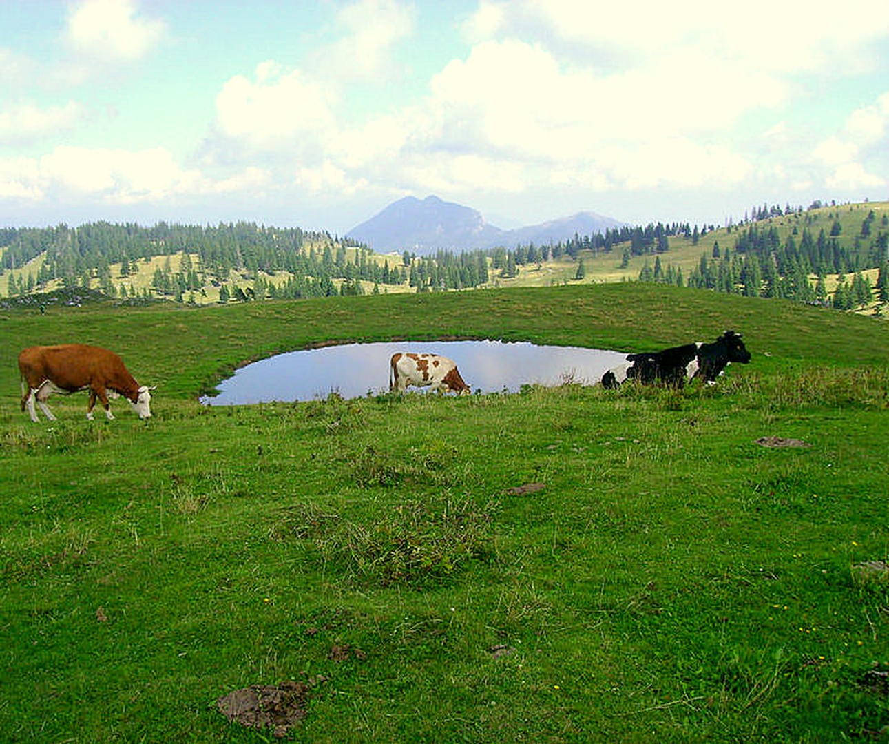idila (velika planina) by