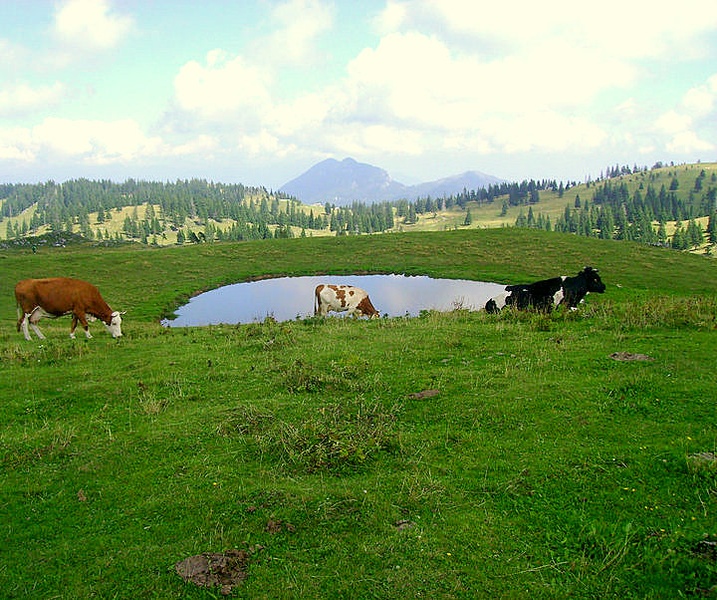 idila (velika planina) by virginia