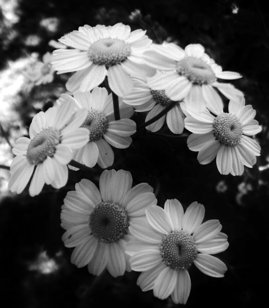 kamilice by