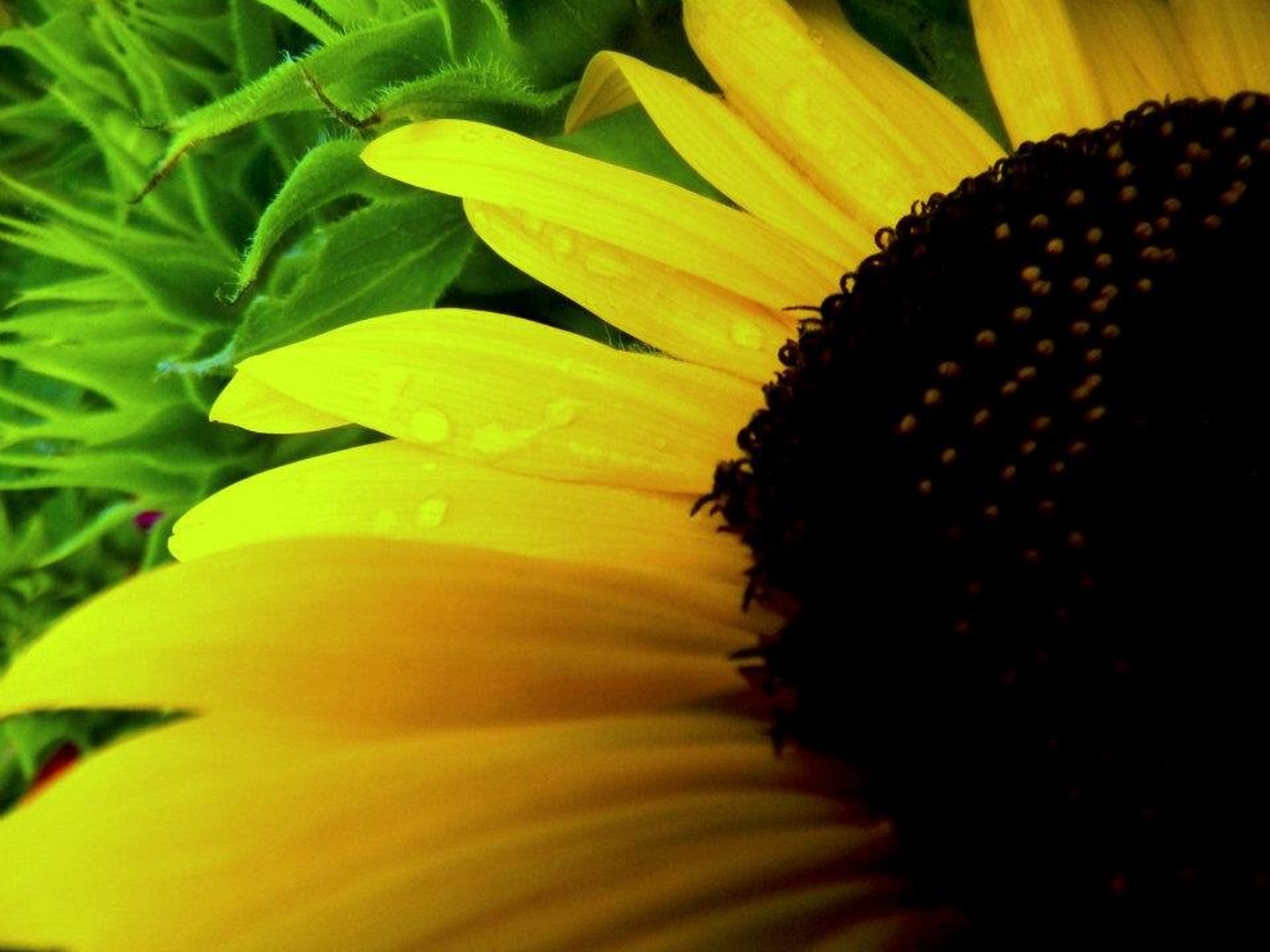 Sunflower by