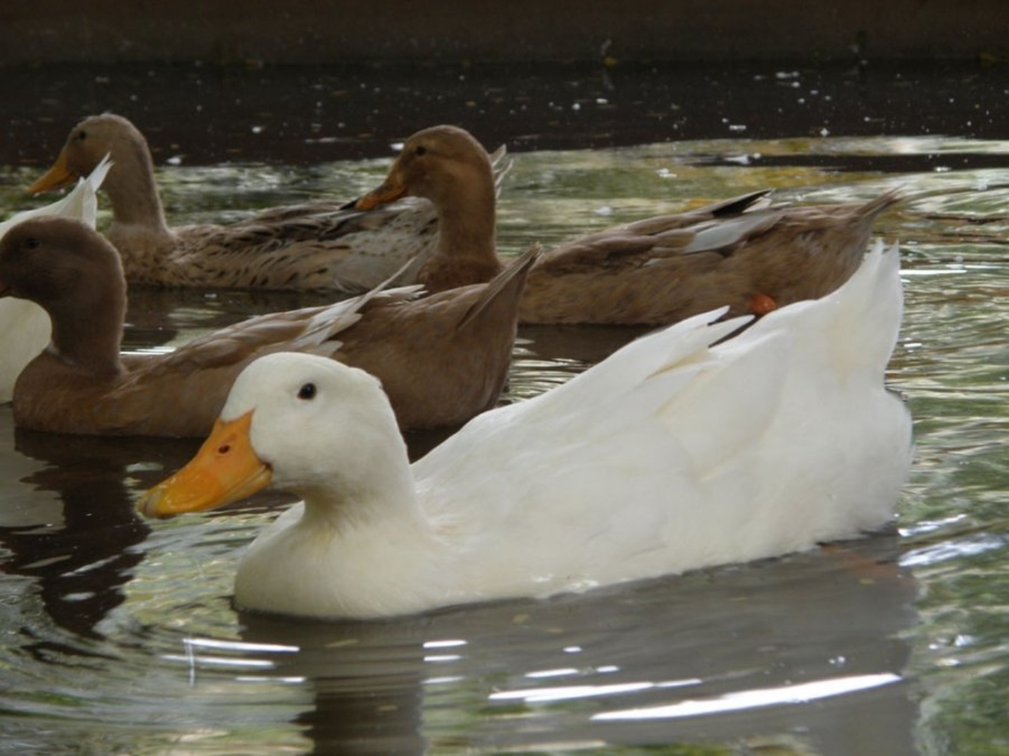 ducks by jayaprakashagk
