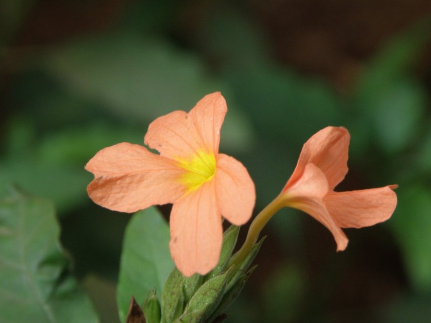 Kanakambara flower by jayaprakashagk