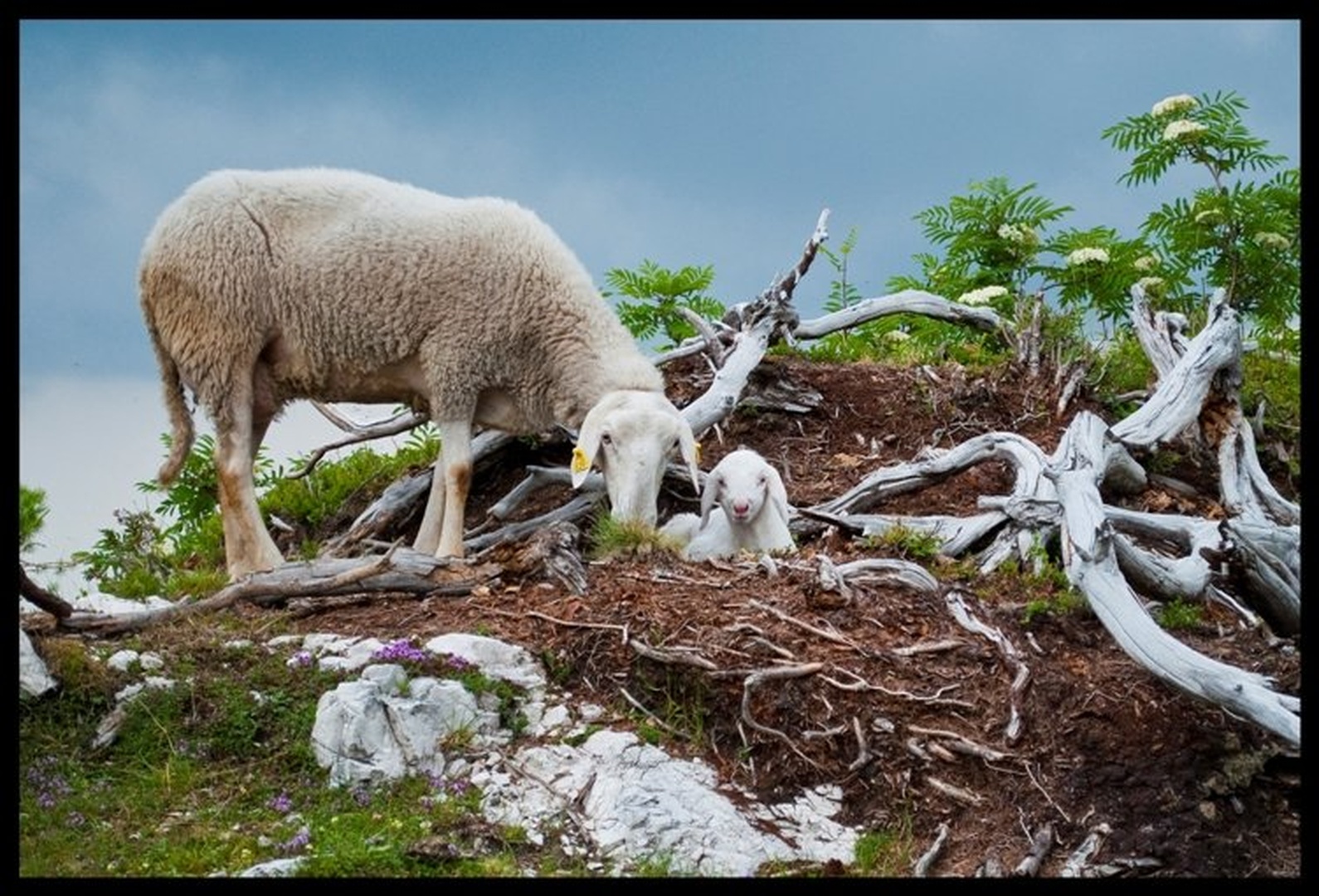 Ovčki by Dejan Nemeček