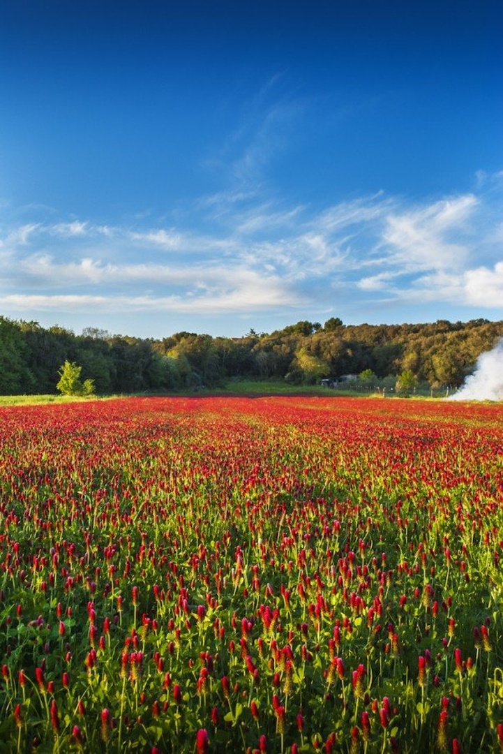 Polje by