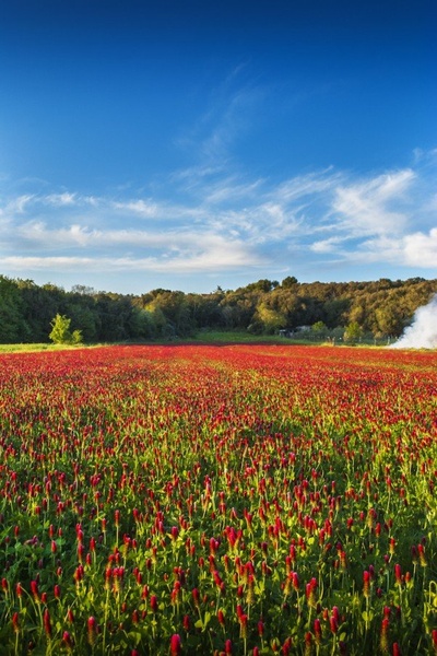 Polje by oragreen