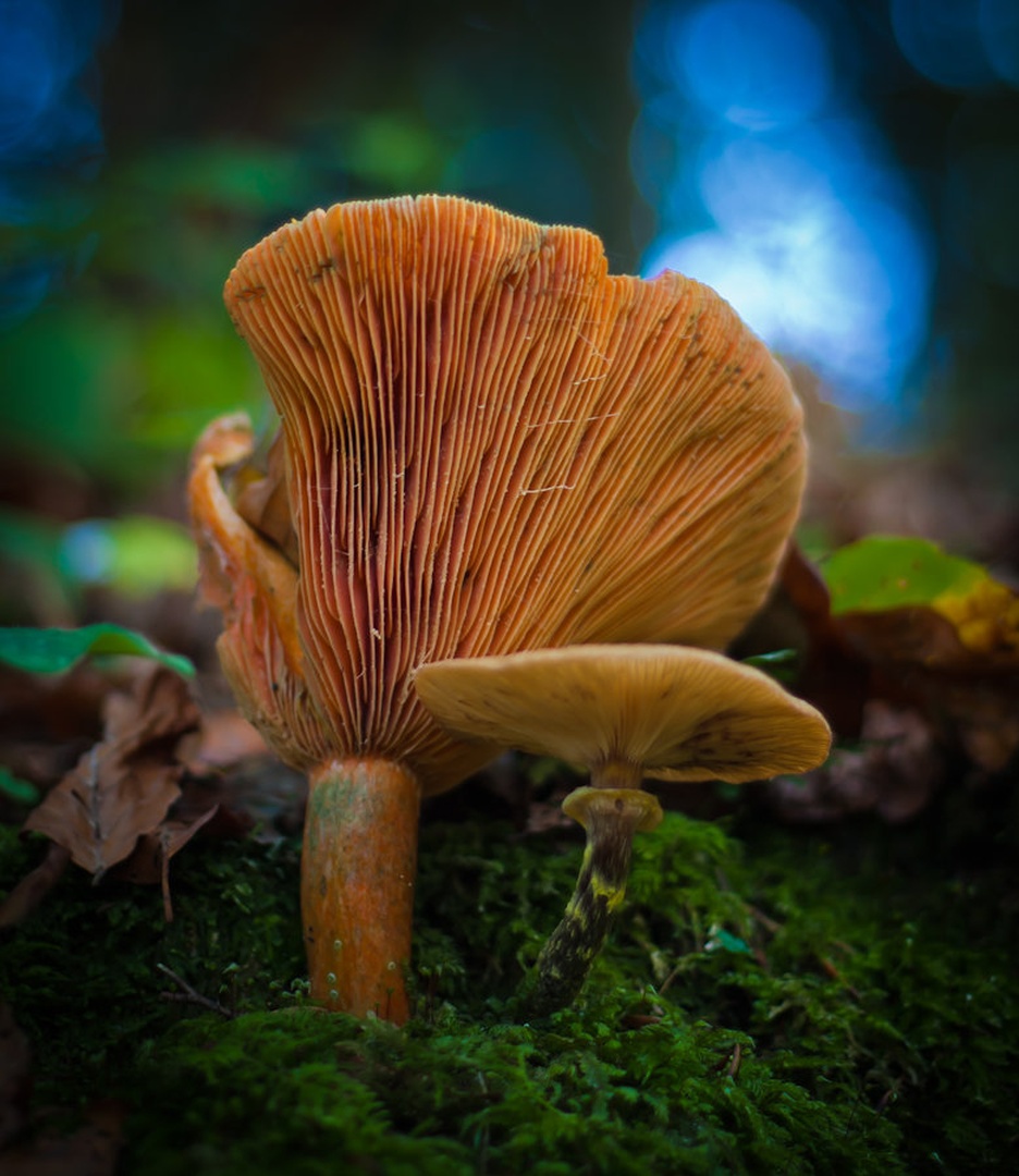 The Mushroom King and his Jester by Uroš Miklavčič