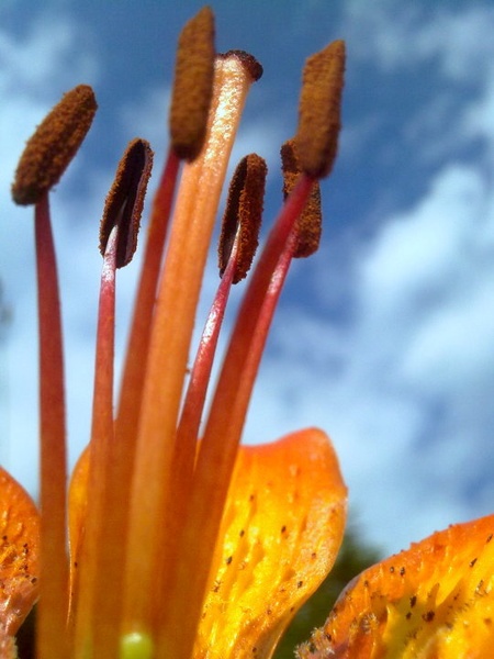 okusna mastnica by karlo rudolf