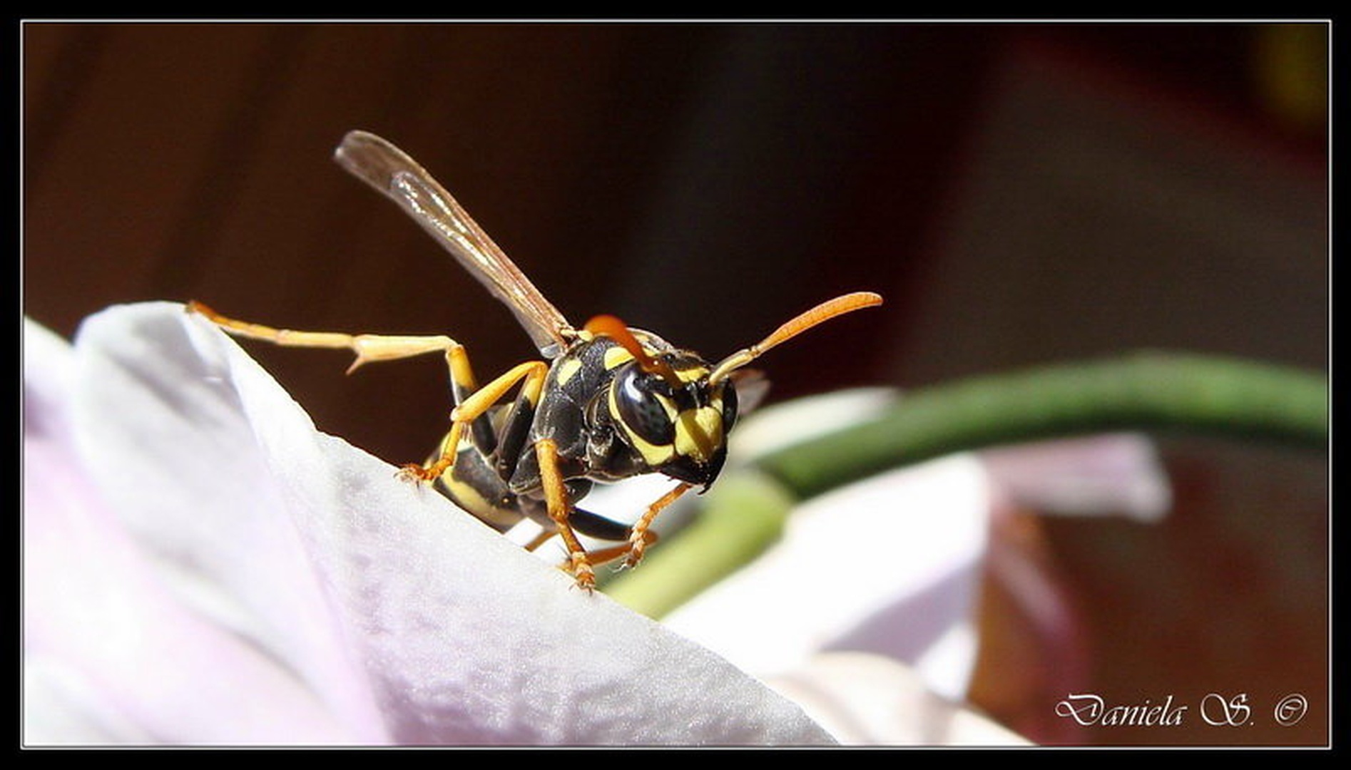 BzZzz.. ;) by