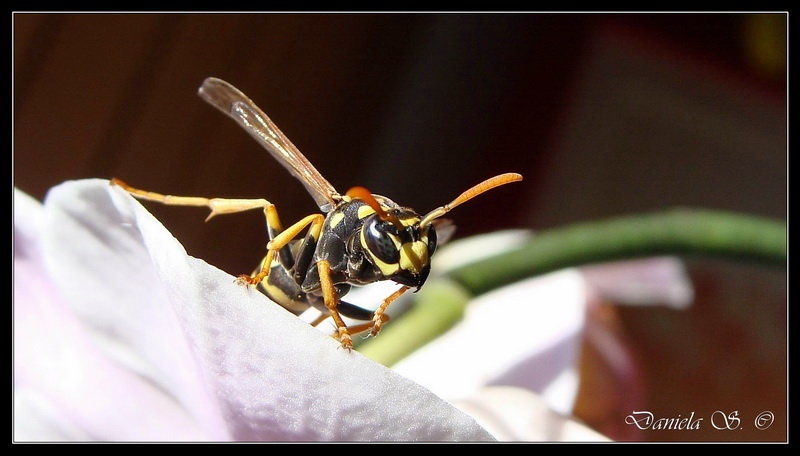 BzZzz.. ;) by Ella