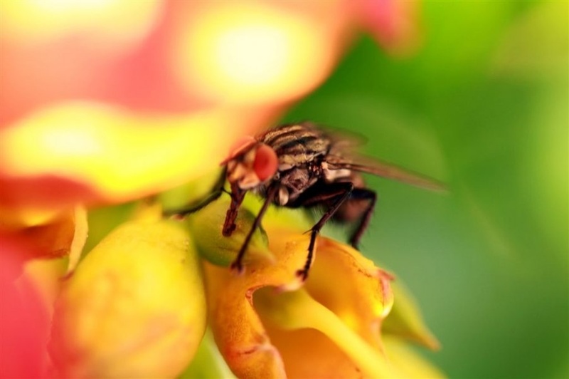fly in wonderland by žan