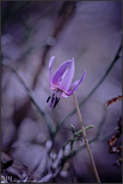 deep purple by DM