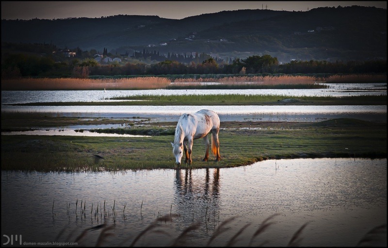 Popo´s ranch by DM
