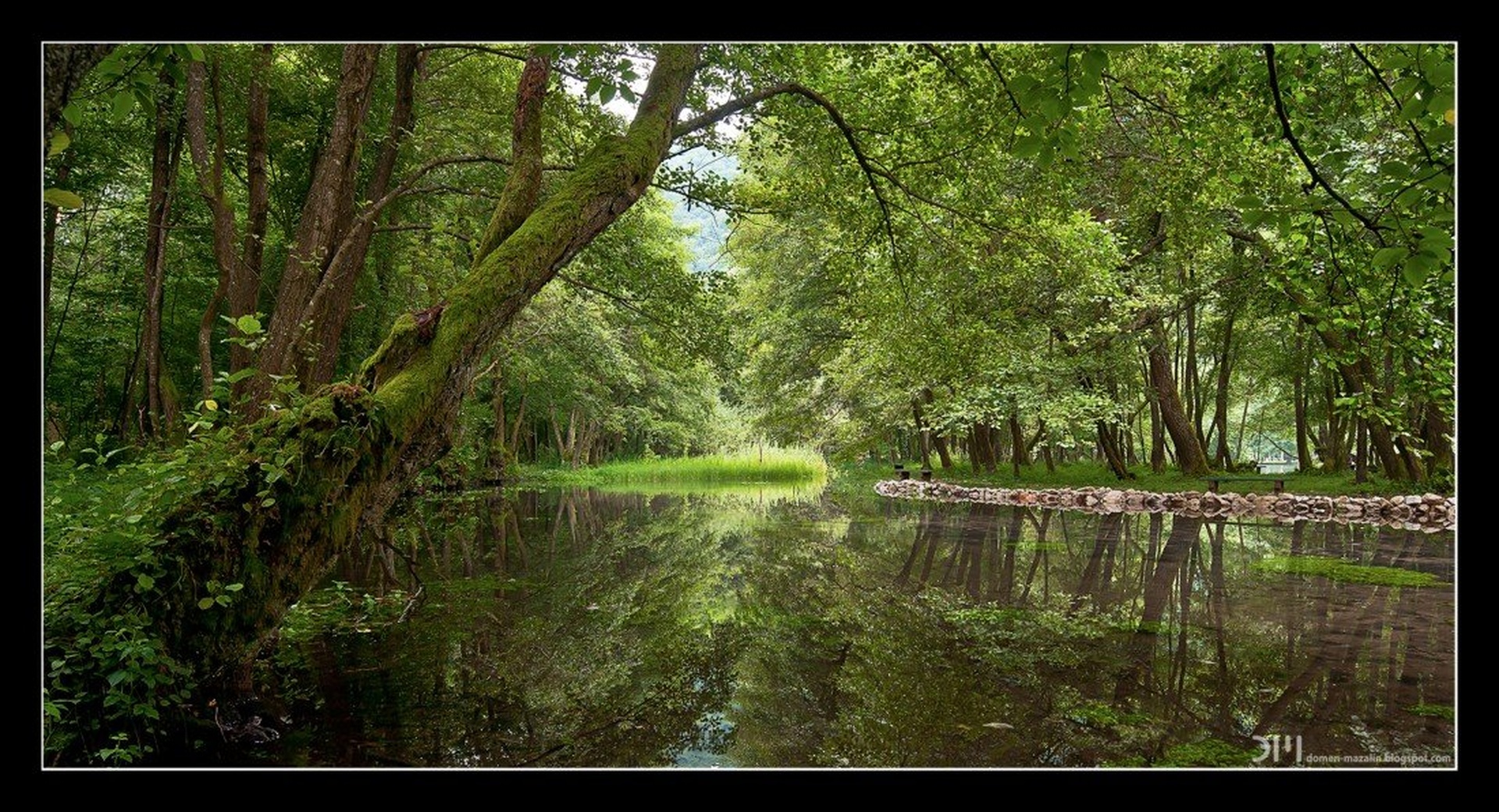 Evergreen by DM