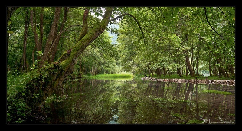 Evergreen by DM