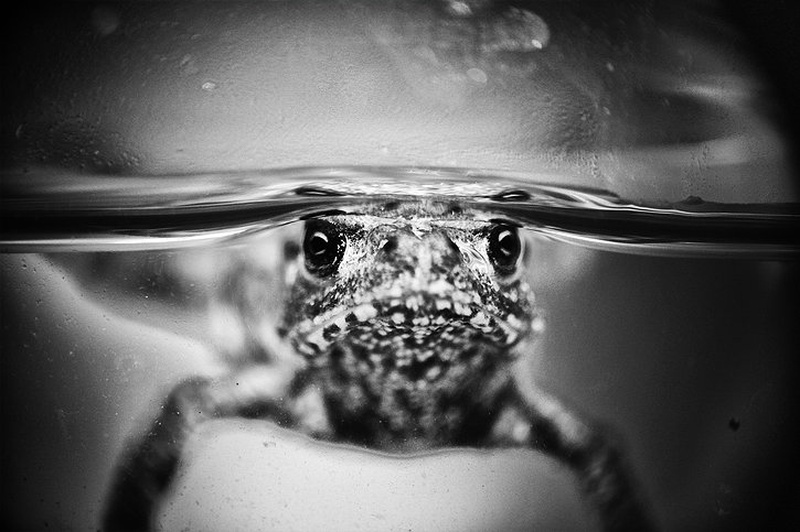 Froggy by Žak