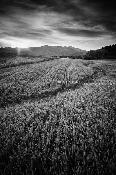 Trackova by Žak
