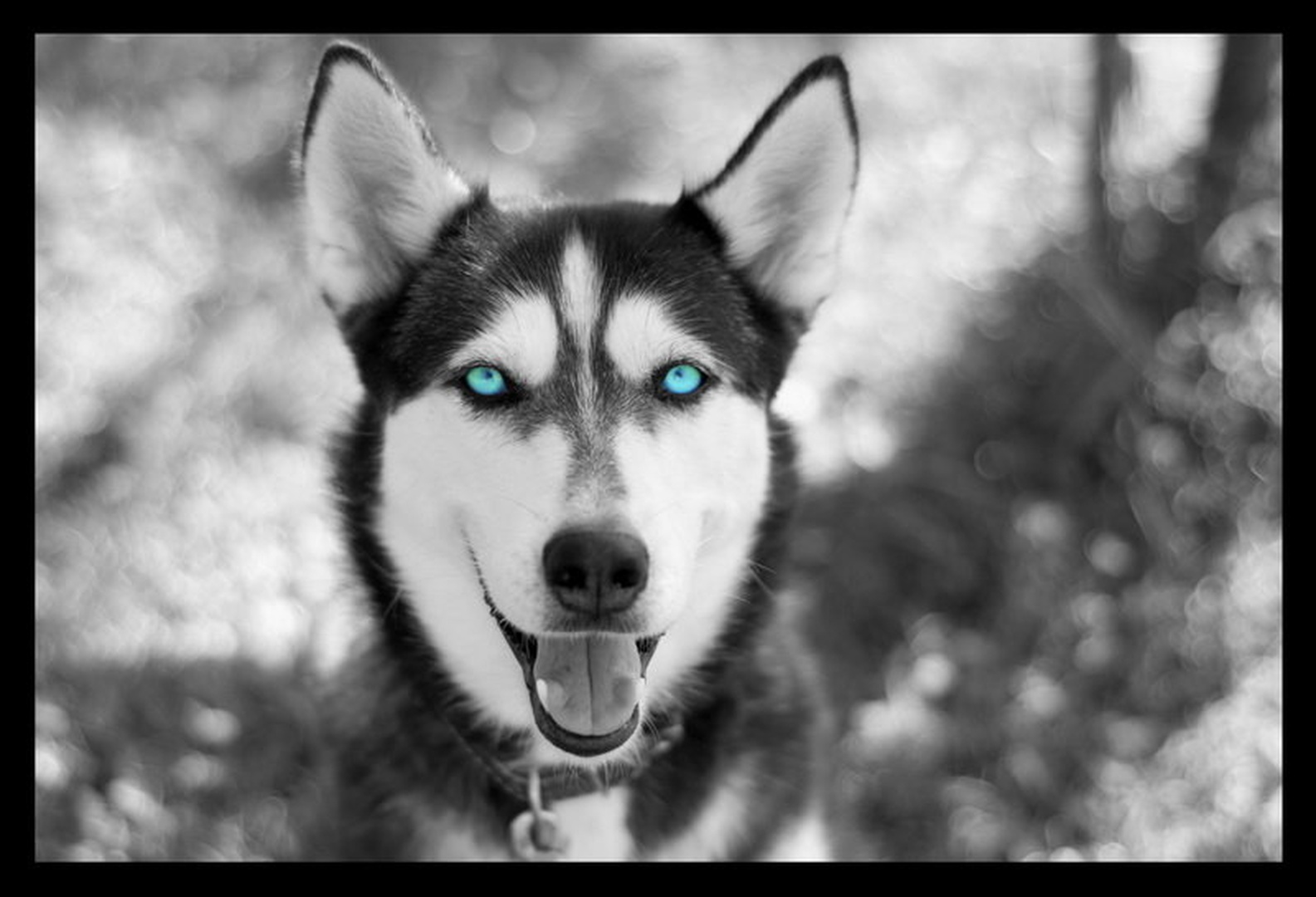 Luna by mitja