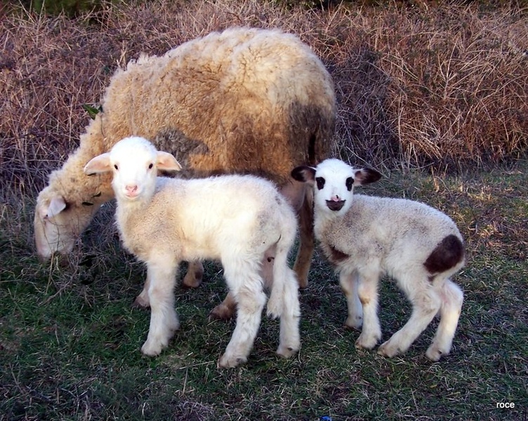 happy family by roce