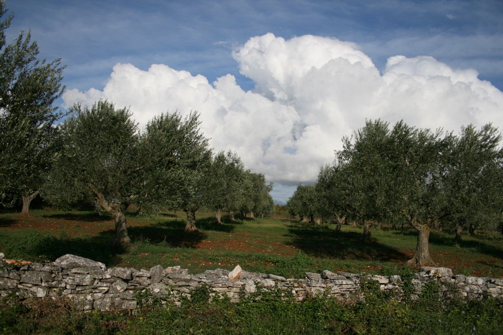 maslinik by