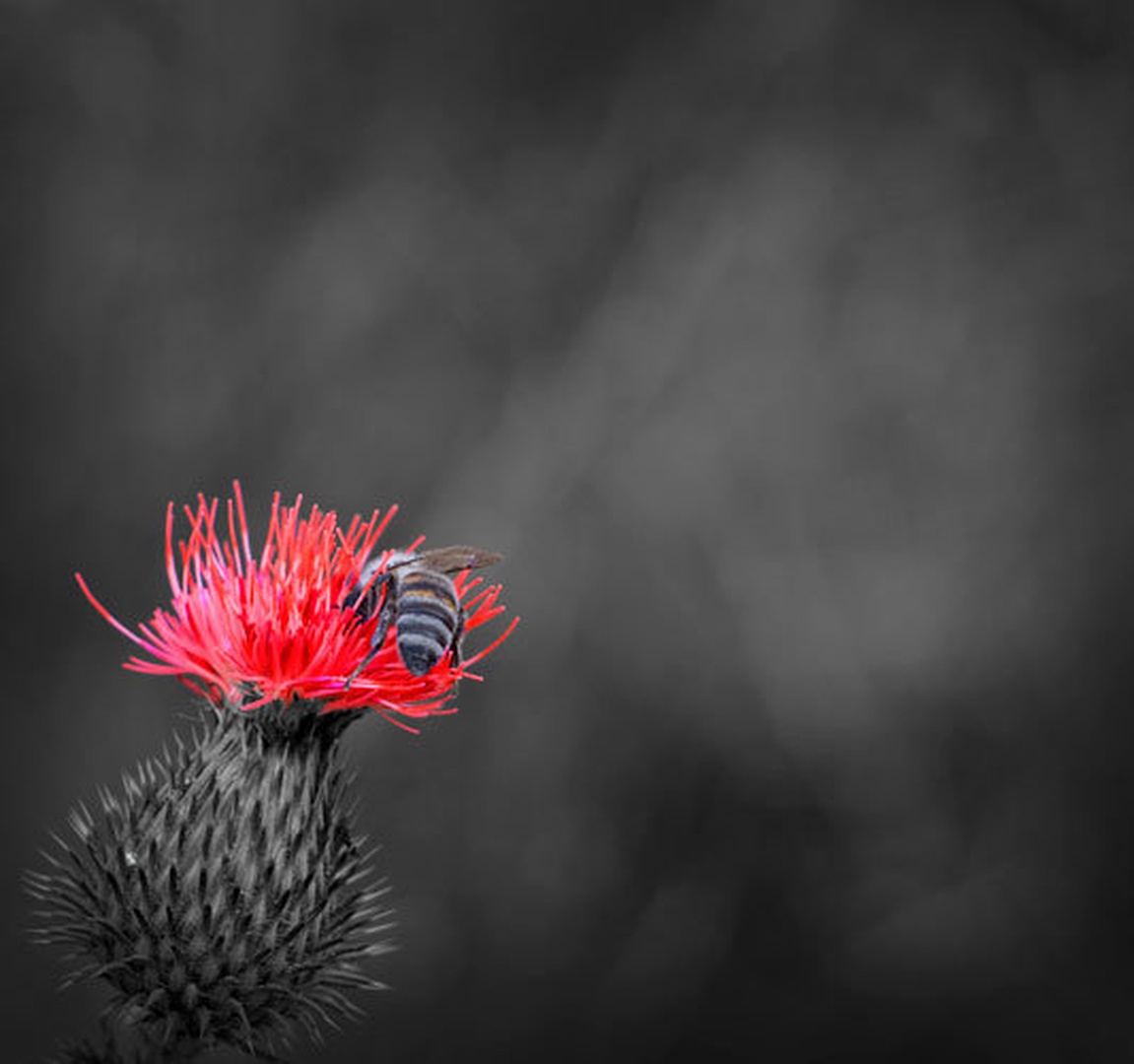 Toxic flower by Denis
