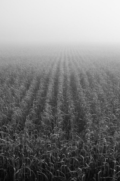 Misty cornfield by Jernej Kastelic