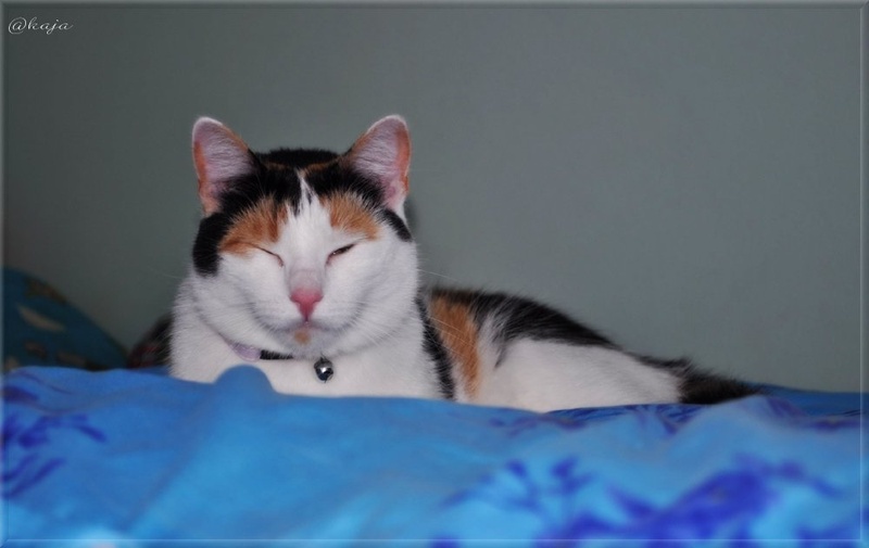 cat ^^ by Kaja