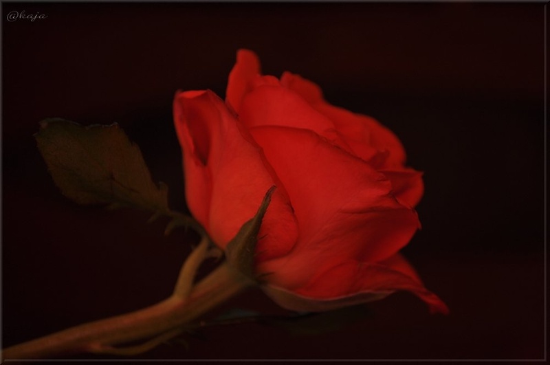 vrtnica by Kaja