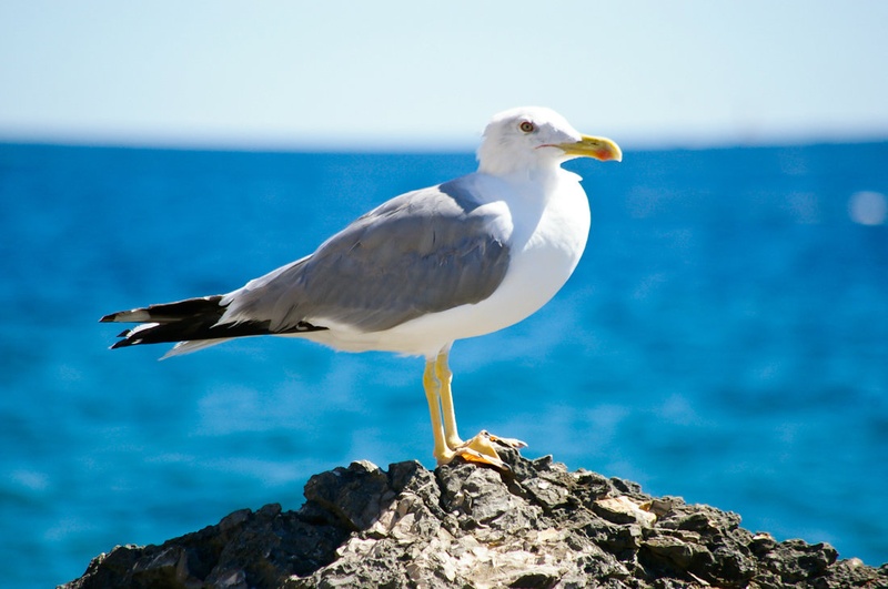 Galeb by Dajava