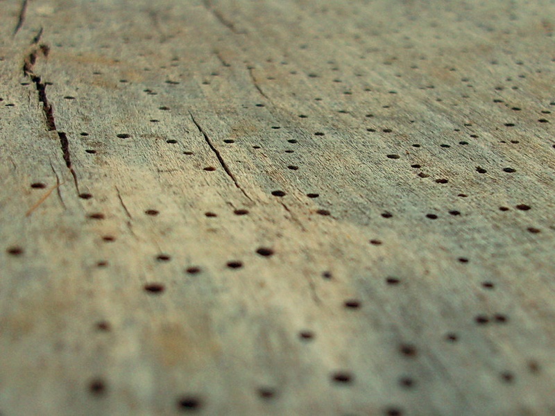 Wood in time by jaz jazz