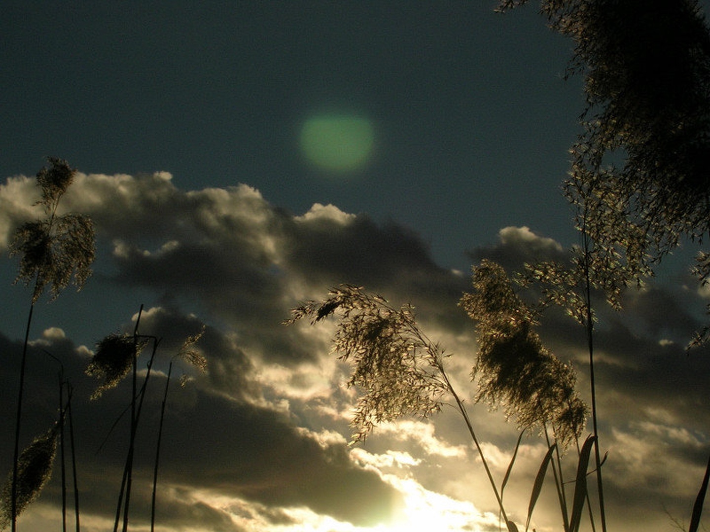 barjanske trave by