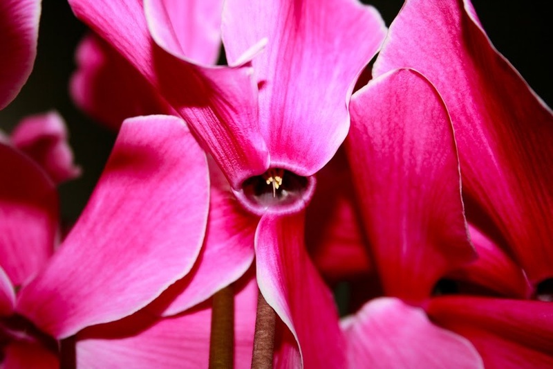 flowers by Uroš Juršič